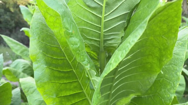 Blooming tobacco stem on field in summer morning in shade