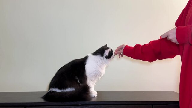 A clever tuxedo cat performing a "shake hands" trick. Positive reinforcement training session with owner. Concept of pet intelligence and bonding.