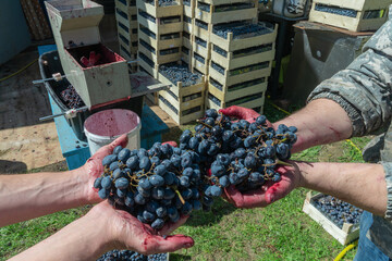 Hands holding freshly harvested wine grapes. Manual grape harvest in rustic winery setting showing...