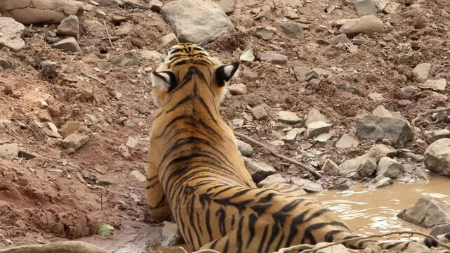 Slow Motion Bengal Tiger in Water Pool, Ranthambore National Park Wildlife, Royal Bengal Tiger Cooling Off India