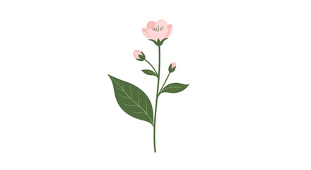 Fototapeta premium Delicate hand-drawn pink flower on a green stem with unopened buds and a single large leaf isolated on a white background.