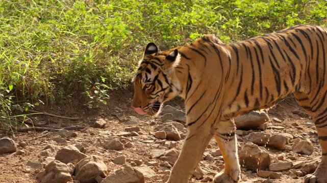 Slow Motion Bengal Tiger Walking in Jungle, Ranthambore Wildlife Movement, Royal Bengal Tiger Tracking India