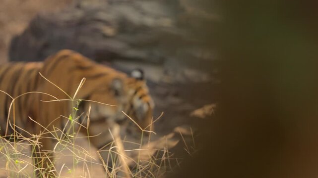 Slow Motion Bengal Tiger Walking in Jungle, Ranthambore Wildlife Movement, Royal Bengal Tiger Tracking India