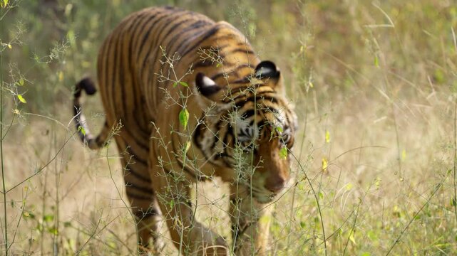 Slow Motion Bengal Tiger Walking in Jungle, Ranthambore Wildlife Movement, Royal Bengal Tiger Tracking India