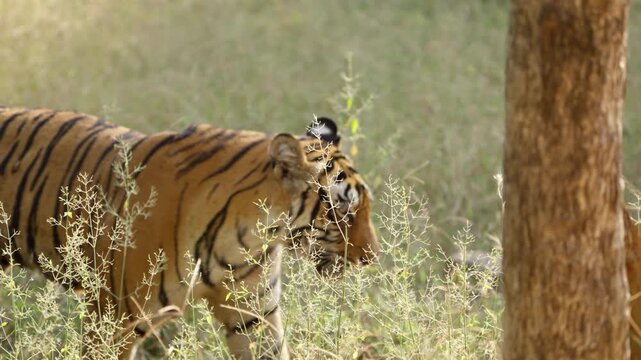 Slow Motion Bengal Tiger Walking in Jungle, Ranthambore Wildlife Movement, Royal Bengal Tiger Tracking India