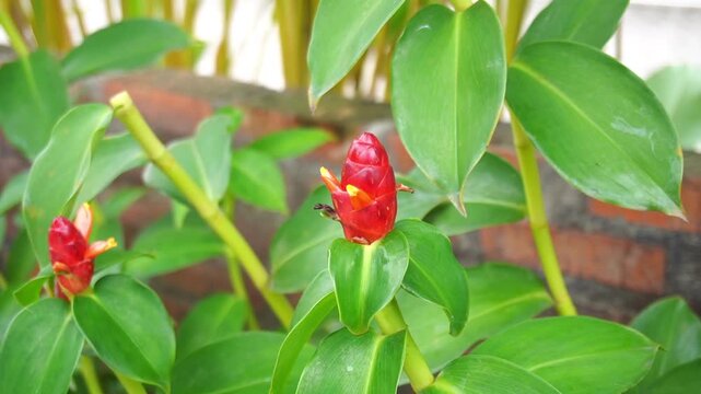 A lush Costus spicatus plant with a bokeh background. An herbal plant for certain ailments.