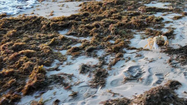 Atlantic Ghost crab, Ocypode quadrata, standing still on a large accumulation of sargassum seaweed on a Caribbean sandy beach in Martinique, showing the impact of marine algae blooms