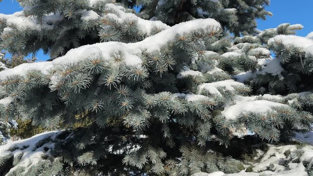 Blue spruce covered with snow against the clear sky