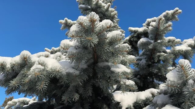 Blue spruce covered with snow against the clear sky