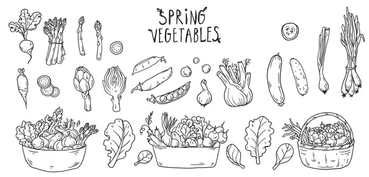 Spring vegetables and baskets of vegetables doodle vector set. Simple hand drawn sketch food illustrations with fresh seasonal organic ingredients for menu, packaging and healthy food design.