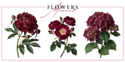 Dark red garden flowers isolated on a white background. Vintage painting style illustration. © Anna
