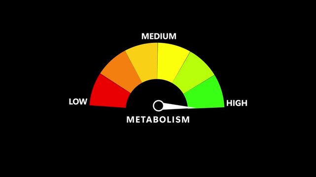 Metabolism Level Text or Word Low and Medium to High Meter Concept Animation. Motion graphics of metabolism level miter concept. 4k video.