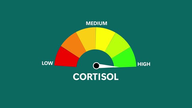 Cortisol Level Text or Word Low and Medium to High Meter Concept Animation. health risk indicator, medicine and health analysis, stress hormone test measurement.