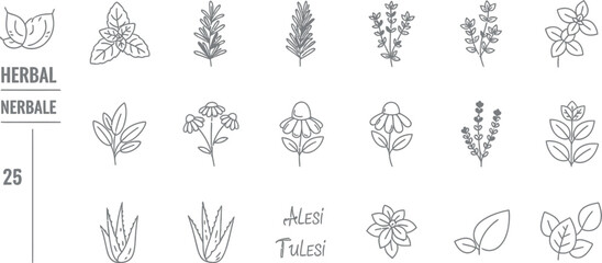 Collection of twenty five hand drawn outline botanical illustrations featuring various herbs medicinal plants and flowers perfect for natural branding or organic design elements