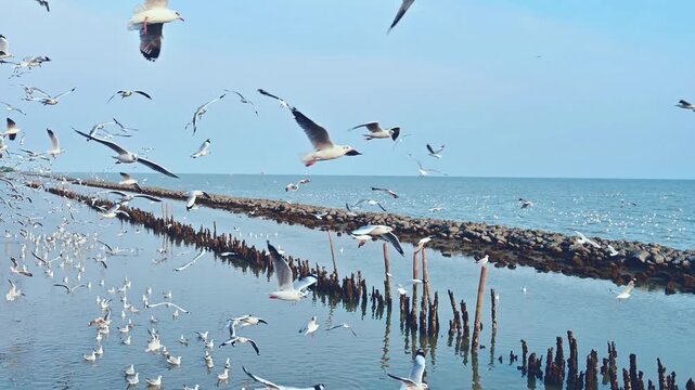 Seagulls flying over the sea during sunset in Thailand
