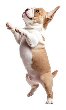 PNG Puppy French Bulldog puppy bulldog playful.
