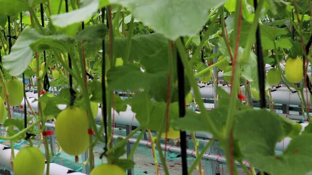 planting melons using hydroponic methods in a greenhouse