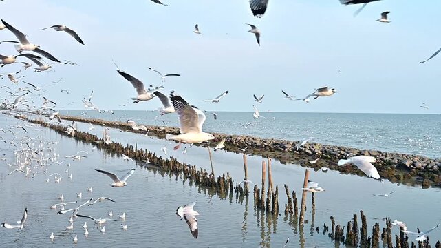 Seagulls flying over the sea during sunset in Thailand
