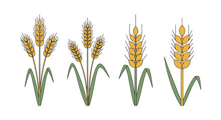 Wheat Line art graphic illustration creative smooth modern © Shanta