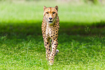 Portrait of a cheetah with backgropund bokeh in Kruger Nationalpark © Daniel