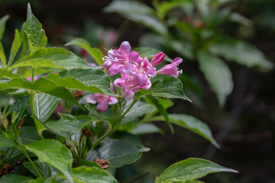 Weigela flowers (Weigela florida) plant blooming on green shrub