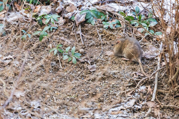 Obraz premium Wild brown rat in winter garden on the ground
