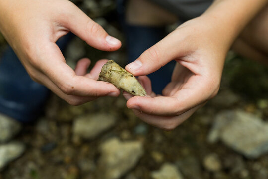 A boy's hands holding a horn coral, closeup