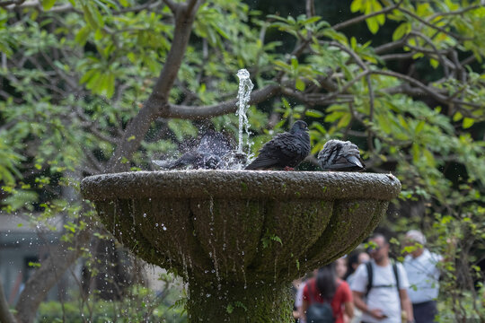 Doves / pigeons taking a bath in the fountain in a city park, water mist and droplets flying around. Selective focus, blurred background.