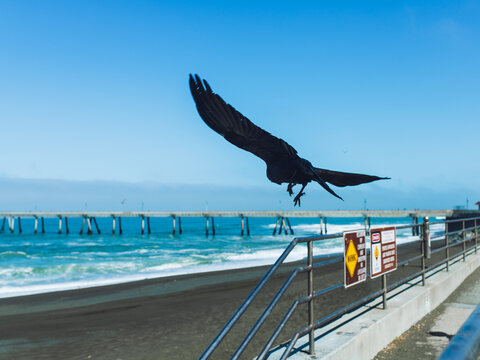 A large black crow flies off from a railing along the beach in Pacifica, CA