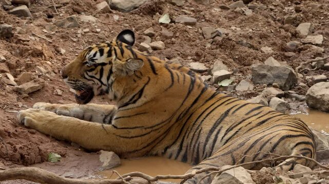 Bengal Tiger Resting in Water Puddle, Ranthambore National Park Wildlife, Royal Bengal Tiger Cooling Off India