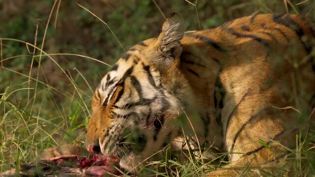 Slow Motion Bengal Tiger Eating Softshell Turtle, Rare Predator Behavior India, Ranthambore Wildlife Action