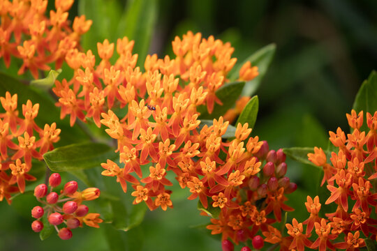 Butterfly weed (Asclepias tuberosa) orange plant, wildflowers in bloom.