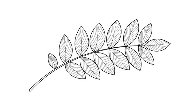Highly detailed black and white engraving of a rowan leaf branch showcasing intricate vein patterns on its leaflets.