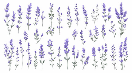 lavender flower background © Wildflower