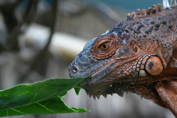Obraz premium Red Iguana Eating Green Leaf Close Up Exotic Reptile