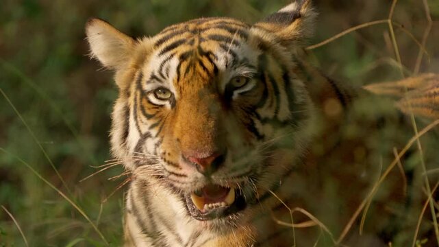 Slow Motion Bengal Tiger Eating Softshell Turtle, Rare Predator Behavior India, Ranthambore Wildlife Action
