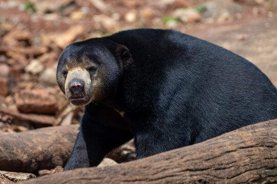 Sun Bear (Helarctos malayanus) walking behind a log in a natural habitat with black fur and distinctive light muzzle.