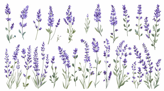 lavender flowers on white background