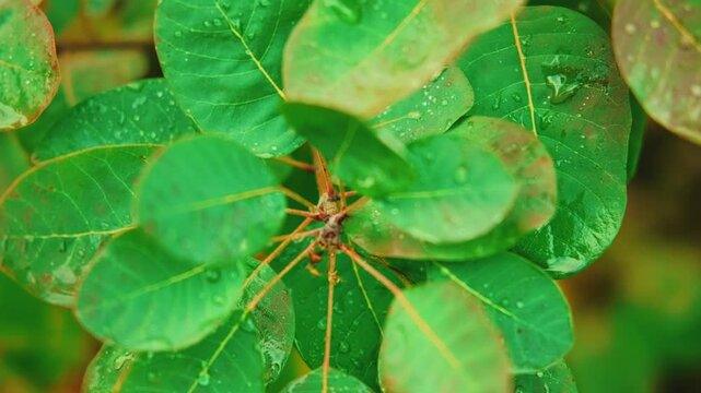 Closeup shot of wet green color tree leaves shiny raindrops, dew drop water wet leaf. Bright natural colors sping summer fresh nature foliage. Tree branch close up. fresh scenery sun light 4k