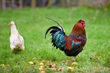 Fototapeta premium Rooster and Hen on a Green Farm Field – Domestic Birds in Nature