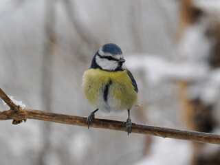 Fototapeta premium Blaumeise, Cyanistes caeruleus