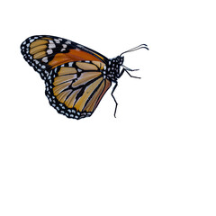 Monarch butterfly with vibrant orange and black wings, detailed with white spots, captured in a side profile view against a clean white background. isolated PNG with Transparent Background