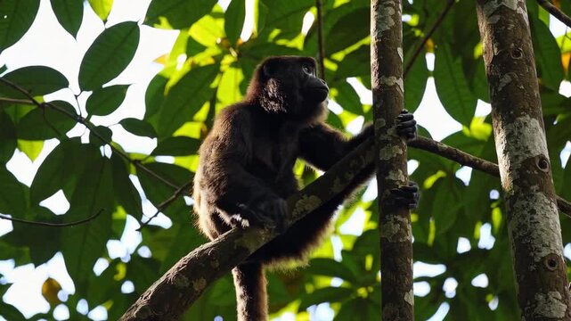 A dark-furred primate sits perched on a thick diagonal branch amidst lush tropical canopy leaves. This scene captures the quiet behavior of a monkey in a high-contrast, sun-dappled forest setting.