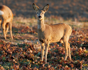 Wildlife Deer on the field