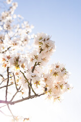 Naklejka premium cherry tree blossom