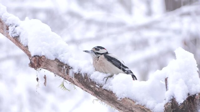 Greater spotted woodpecker(Dendrocopos major) Picchio rosso maggiore	