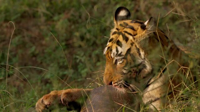 Slow Motion Bengal Tiger Eating Softshell Turtle, Rare Predator Behavior India, Ranthambore Wildlife Action