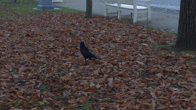 A black rook walks across a carpet of brown autumn leaves near a tree trunk in a public park. Static wide shot.