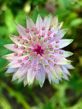 up of a delicate blooming masterwort (astrantia) flower growing in nature in the Swiss Alps. The intricate star-shaped blossom is beautifully illuminated by soft sunlight.