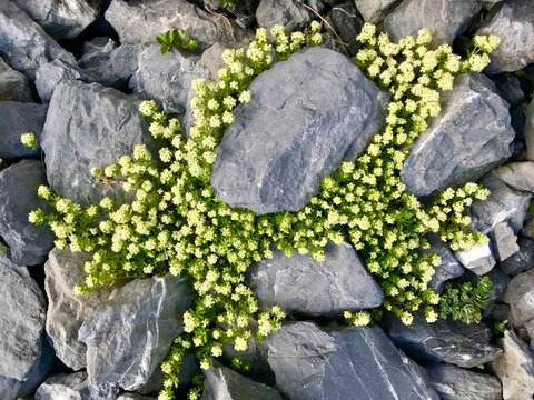 Detailed close-up of yellow-green Swiss bedstraw emerging from contrasting rocky stones in the Swiss Alps. The delicate alpine plant stands out against the rough mineral texture.